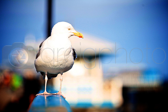Llandudno,
